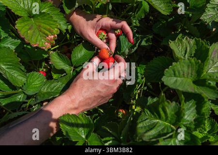 Primo piano di una donna che raccoglie a mano fragole mature fresche dal Bush biologico in un giorno d'estate soleggiato Foto Stock