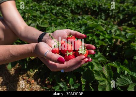 Primo piano di mani femminili piene di fragole rosse nel giardino biologico in un giorno di sole Foto Stock