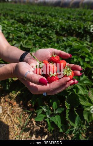 Donna che tiene in mano fragole fresche mature sul Green Strawberry Field Foto Stock