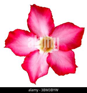 Fiore di rosa del deserto singolo con bordi rosa profondi isolati su sfondo bianco Foto Stock