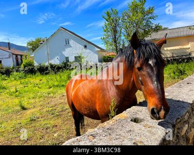 Cavallo in un prato. Pinilla del valle, provincia di Madrid, Spagna. Foto Stock