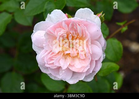 Fiori estivi di rosa pallido. Rosa Elizabeth UK Garden June Foto Stock