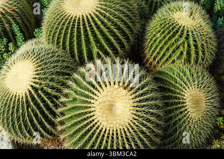 Cactus Golden Barrel Foto Stock