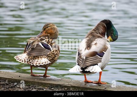 Anatra Mallard, Anas platyrhynchos, maschio e femmina Foto Stock