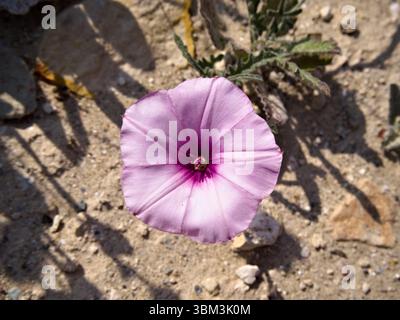 Primo piano di un delicato fiore di ipomoea rosa in fiore, che si staglia su uno sfondo asciutto e terroso. Foto Stock