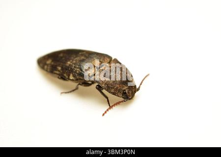 Coleottero grigio, una specie di coleottero della sottofamiglia Agrypninae, su sfondo bianco. Foto Stock