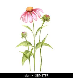 Echinacea Fiori illustrazione Foto Stock
