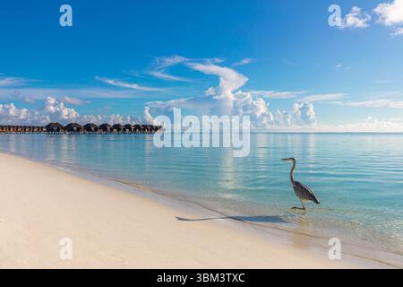 Splendida spiaggia all'alba nelle Maldive, caccia agli uccelli di aironi grigi nel mare calmo vicino alle ville sull'acqua, vista panoramica sulle vacanze estive luminose della costa tropicale Foto Stock