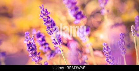 Maestoso tramonto dorato sui fiori di lavanda in vista macro, luce soffusa del sole che splende attraverso il tranquillo campo da giardino, rilassante scena di primo piano floreale della natura Foto Stock