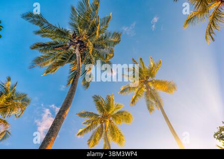 Meravigliose palme naturali, il cielo azzurro e soleggiato si affaccia su uno sfondo naturale di vegetazione tropicale che ispira paesaggi all'aperto Foto Stock