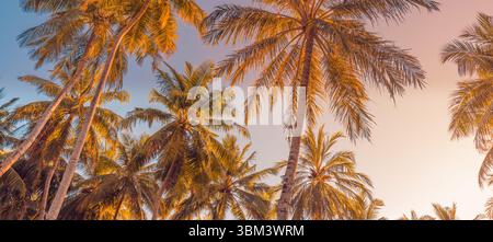 Romantico tramonto tropicale che guarda su palme con luce da sogno e cielo esotico, tranquilla scena naturale piena di calore estivo, relax naturale bellezza Foto Stock