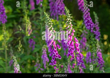 Comune foxglove (digitalis purpurea) in fiore nella foresta in tarda primavera / inizio estate Foto Stock