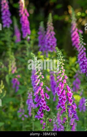 Comune foxglove (digitalis purpurea) in fiore nella foresta in tarda primavera / inizio estate Foto Stock