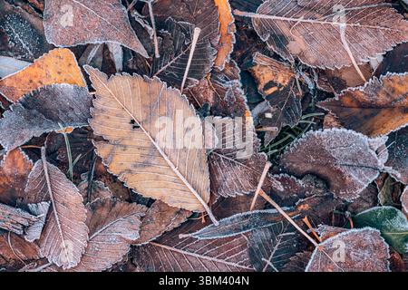 Ravvicinato alla natura di stagione con foglie autunnali ghiacciate, struttura ghiacciata, sfondo naturale artistico e calmo dettaglio del fogliame autunnale. Inverno innocuo Foto Stock