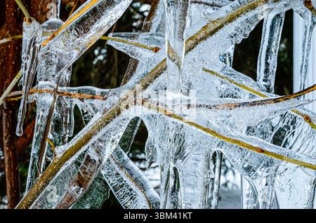 Primo piano estremo di ghiaccioli modellati sui rami degli alberi Foto Stock