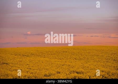 Vasto campo di colza che si estende all'orizzonte sotto un morbido cielo pastello. I fiori giallo oro contrastano splendidamente con il rosa e la lavanda. Foto Stock