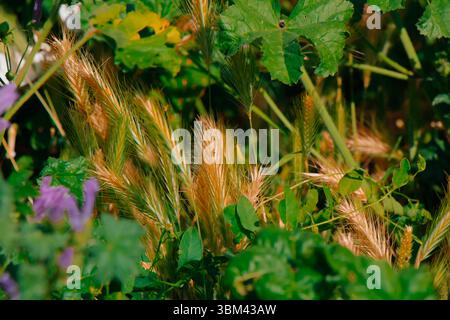 Alte erbe dorate sorgono in mezzo a vivaci piante verdi sotto il sole luminoso, creando un'atmosfera serena e naturale in questo tranquillo prato. Natura Th Foto Stock