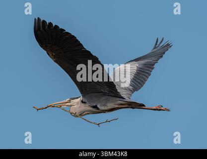 Airone grigio che vola con il bastone nel becco durante la costruzione del nido contro il cielo azzurro Foto Stock