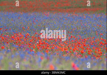 Prato di fiori selvatici che fiorisce con vivaci papaveri rossi e fiori di mais blu in campi colorati a strati Foto Stock
