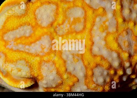Geco leopardo (Albino). Foto Stock