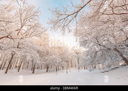 Alberi di una foresta invernale coperti di neve sotto un cielo azzurro e soleggiato, scena luminosa del bosco. Natura fredda e ghiacciata. Paesaggio stagionale innevato, tranquillo e bianco all'aperto Foto Stock