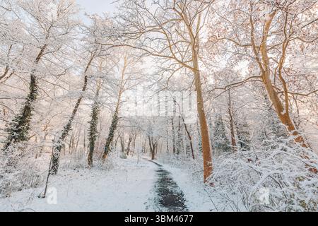 Sentiero boschivo innevato attraverso alberi ghiacciati e bosco freddo. Scena naturale. Paesaggio stagionale ghiacciato, tranquillo e bianco all'aperto, calmo Foto Stock