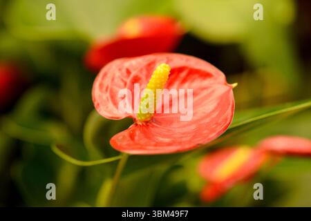 Primo piano del singolo Anthurium andreanum Lindl. fiore, noto anche come fiore di fenicottero o laceleaf Foto Stock