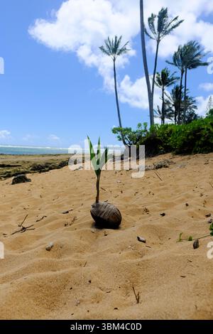 Noce di cocco che germoglia un albero di palma su una spiaggia a Kauai, Hawaii; germoglio di Coco nucifera con fronde di palma nascenti e palme coltivate sullo sfondo. Foto Stock