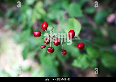 Primo piano di bacche rosse selvatiche che crescono su un morbido sfondo verde della foresta - foto di natura macro. Foto Stock