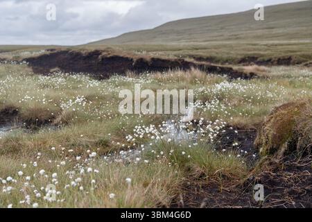 Habitat di palude coperte e una grande fonte di stoccaggio del carbonio, sulla brughiera dello Yorkshire Dales National Park, Regno Unito. Foto Stock