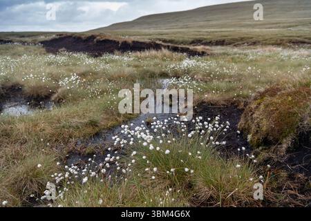 Habitat di palude coperte e una grande fonte di stoccaggio del carbonio, sulla brughiera dello Yorkshire Dales National Park, Regno Unito. Foto Stock