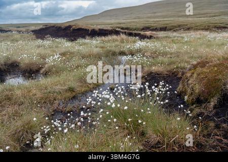 Habitat di palude coperte e una grande fonte di stoccaggio del carbonio, sulla brughiera dello Yorkshire Dales National Park, Regno Unito. Foto Stock