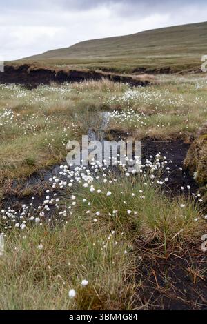 Habitat di palude coperte e una grande fonte di stoccaggio del carbonio, sulla brughiera dello Yorkshire Dales National Park, Regno Unito. Foto Stock