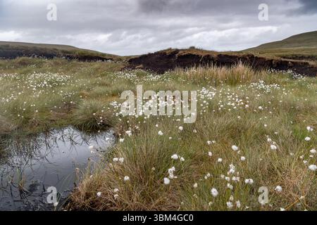 Habitat di palude coperte e una grande fonte di stoccaggio del carbonio, sulla brughiera dello Yorkshire Dales National Park, Regno Unito. Foto Stock