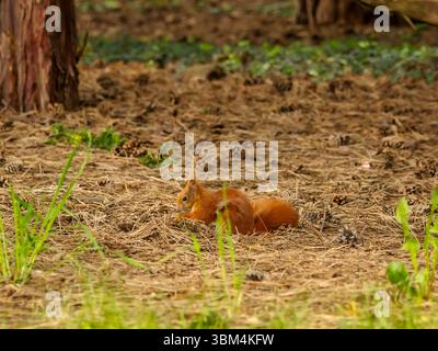 Un vibrante scoiattolo rosso si forgia sul terreno tra pinne e vegetazione fresca in un tranquillo ambiente forestale, che mette in risalto la bellezza della natura e il suo fascino Foto Stock