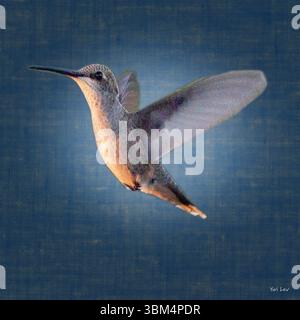 Hummingbird a Santa Fe, New Mexico Foto Stock