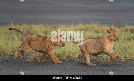 Africa, Tanzania, Ngorongoro Conservation area. Cuccioli di leone che suonano. Foto Stock