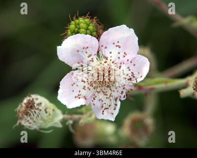 Primo piano isolato della fioritura e delle pistole di un mora di foglie di mandorla (rubus ulmifolius) o mora senza spine, primo piano isolato della fioritura e. Foto Stock