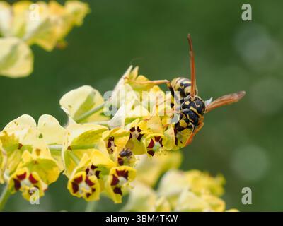 Macro di vespa (Polistes gallicus) visto dalla parte anteriore sul fiore dell'euforia Foto Stock