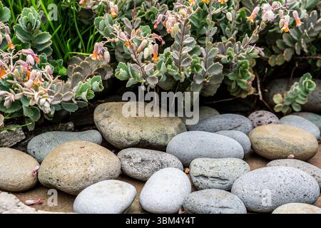 Succulenta pianta di Kalanchoe con fiori di arancio a forma di campana che cresce su lisce rocce vulcaniche in un letto da giardino, l'isola di Madeira, Portogallo. Foto Stock