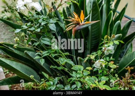 Rose bianche e un vibrante fiore dell'uccello del Paradiso (Strelitzia reginae) che cresce insieme in un giardino lussureggiante, l'isola di Madeira, Portogallo. Foto Stock