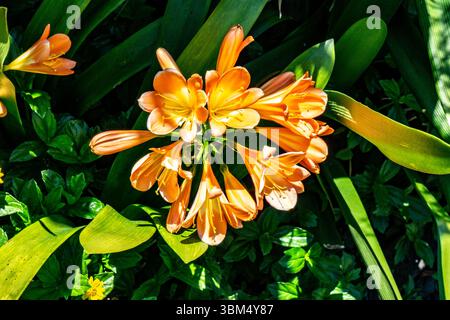 Clivia miniata in piena fioritura con fiori arancioni a forma di tromba e lussureggiante fogliame verde alla luce del sole, Isola di Madeira, Portogallo. Foto Stock