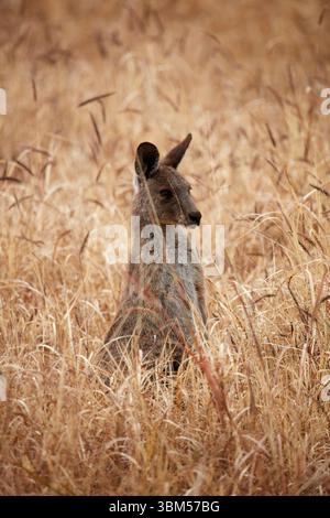 Canguro grigio (Macropus giganteus), Mitchell, Queensland, Australia Foto Stock