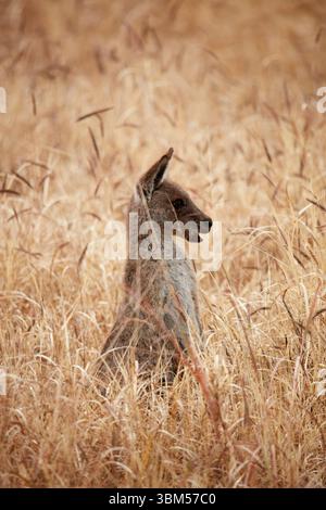 Canguro grigio (Macropus giganteus), Mitchell, Queensland, Australia Foto Stock