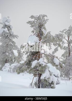 Foresta di montagna con pino scozzese chiamato anche pino scozzese, pino Baltico o pino rosso europeo durante l'inverno vicino a Pyha. Paesaggio nella nazione Pyha-Luosto Foto Stock