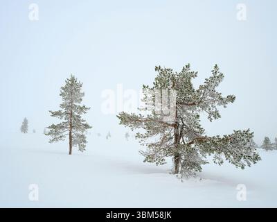 Pino scozzese chiamato anche pino scozzese, pino Baltico o pino rosso europeo durante l'inverno nel Parco nazionale Pallas-Yllastunturi vicino a Pallas, Finlandia. Foto Stock