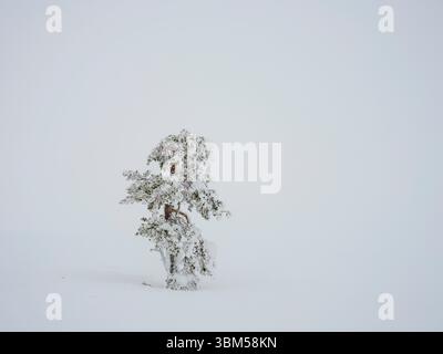 Pino scozzese chiamato anche pino scozzese, pino Baltico o pino rosso europeo durante l'inverno nel Parco nazionale Pallas-Yllastunturi vicino a Pallas, Finlandia. Foto Stock