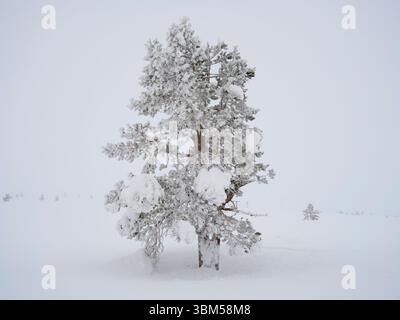 Pino scozzese chiamato anche pino scozzese, pino Baltico o pino rosso europeo durante l'inverno nel Parco nazionale Pallas-Yllastunturi vicino a Pallas, Finlandia. Foto Stock
