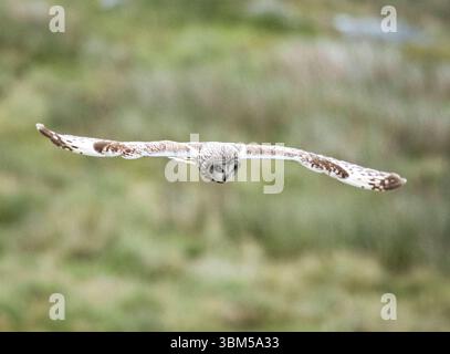 Gufo dalle orecchie corte, Asio flammeus, caccia all'alba, North Uist, Ebridi esterne, Scozia. Foto Stock