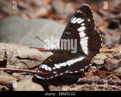 Primo piano di un ammiraglio bianco eurasiatico (limenitis Camilla) seduto sul fondo della foresta di Siebengebirge, Germania. Foto Stock